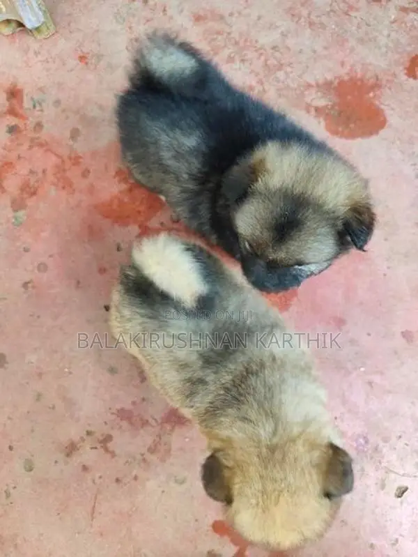 lion pomerion puppies