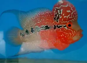 Flowerhorn Fish