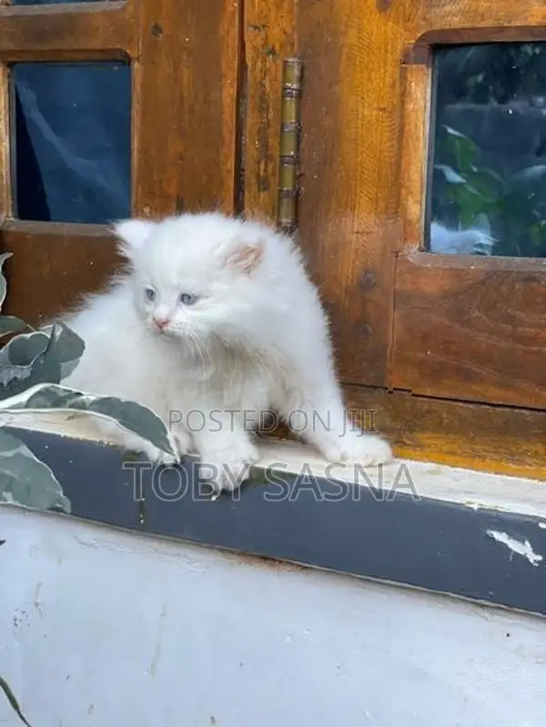 Persian Cat
