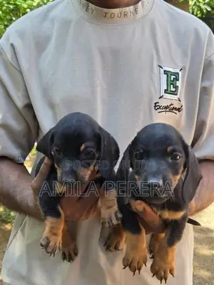 Dachshund Puppies