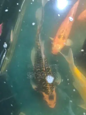 Koi Fishes