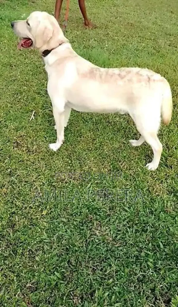 Labrador Dog