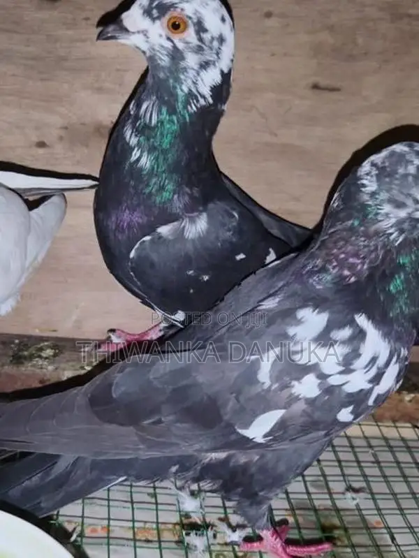 Pigeons