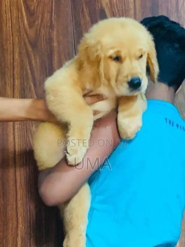 Golden Retriever Puppy