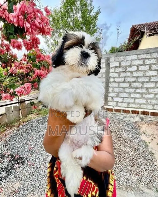Shihtzu Dog