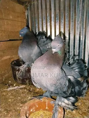 Pigeons