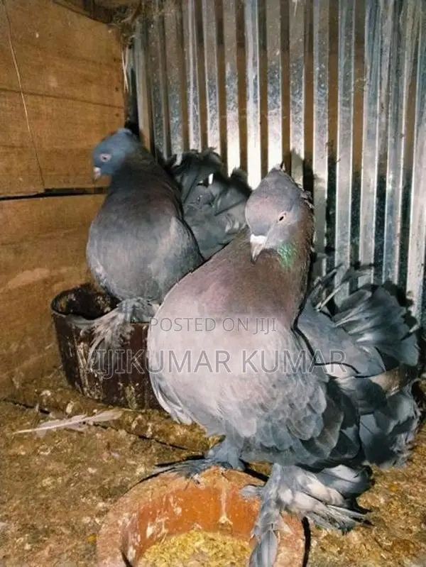 Pigeons