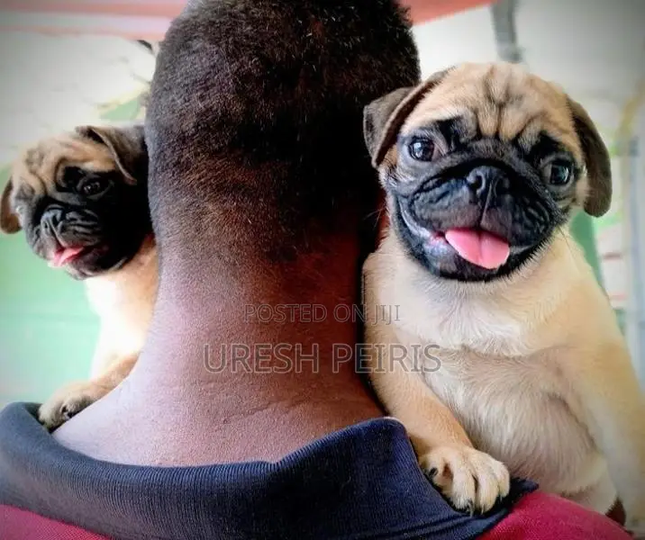 Pug Puppies