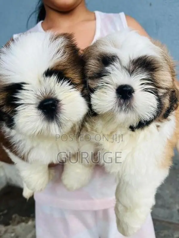 Shih Tzu Puppy