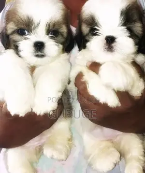 Shih Tzu Puppy