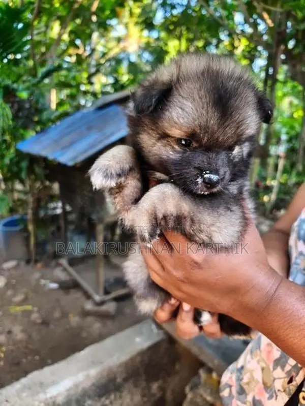 lion pomerion puppies