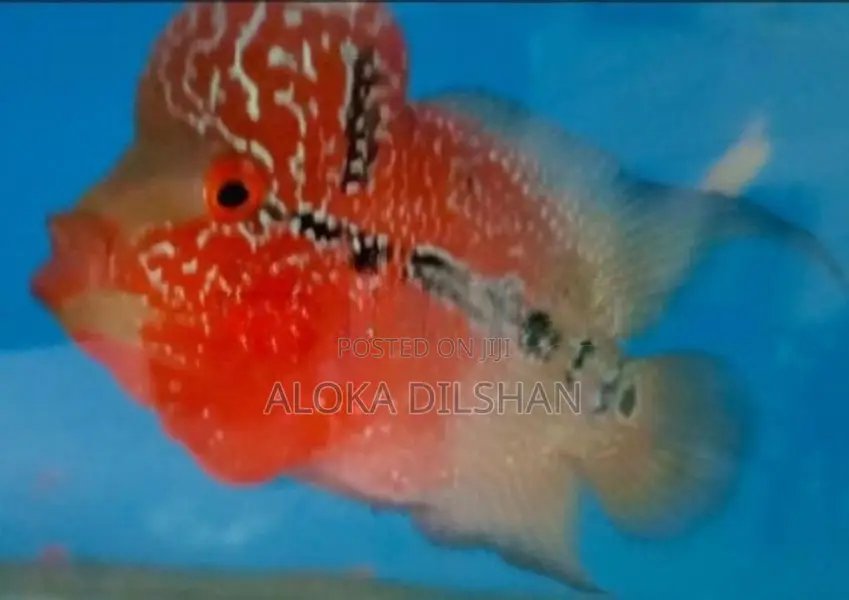 Flowerhorn Fish
