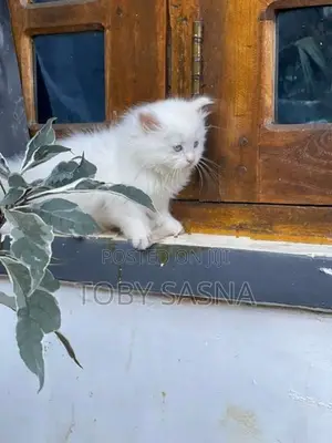 Persian Cat
