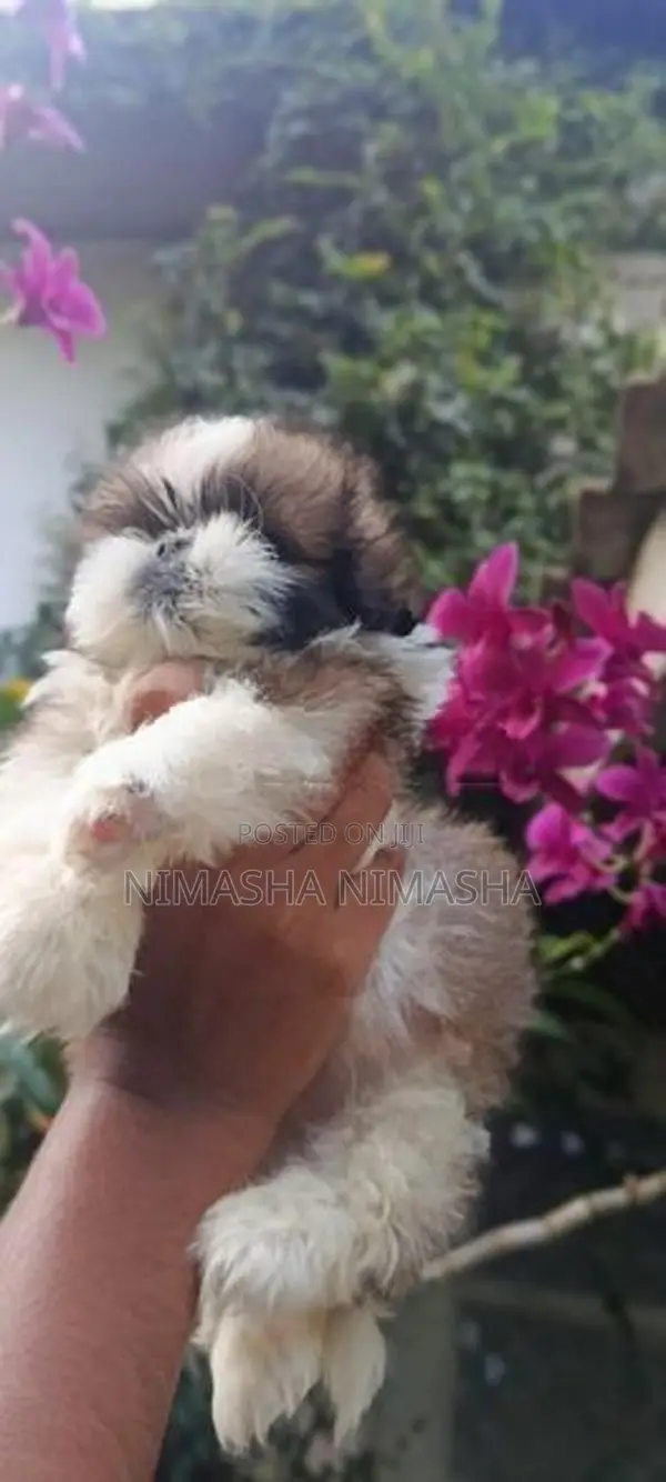 Shihtzu Dog