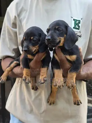 Dachshund Puppies
