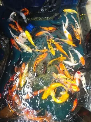 Koi Fishes