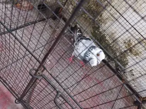 Pigeons