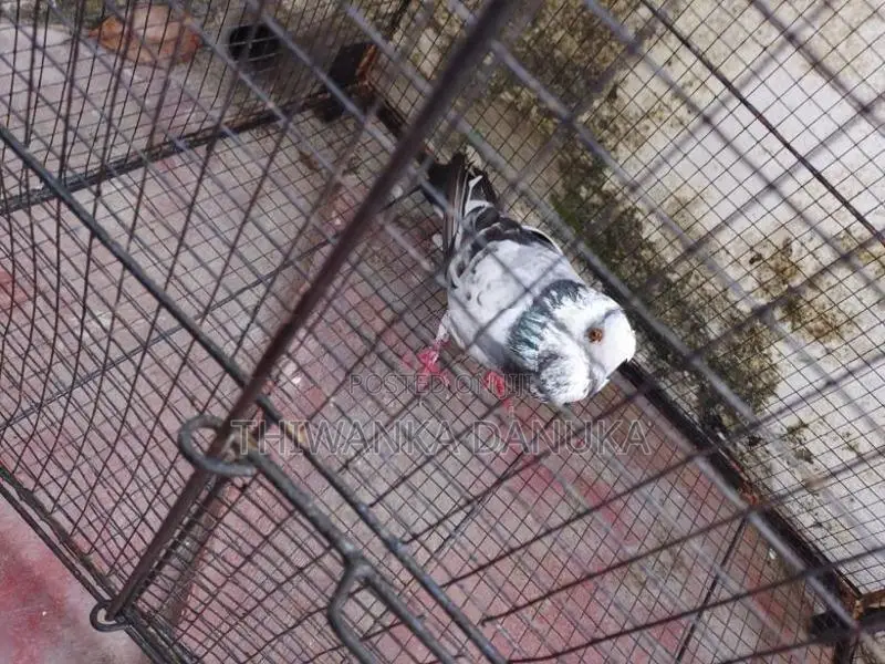 Pigeons