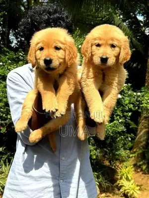 Golden Retriever Puppy