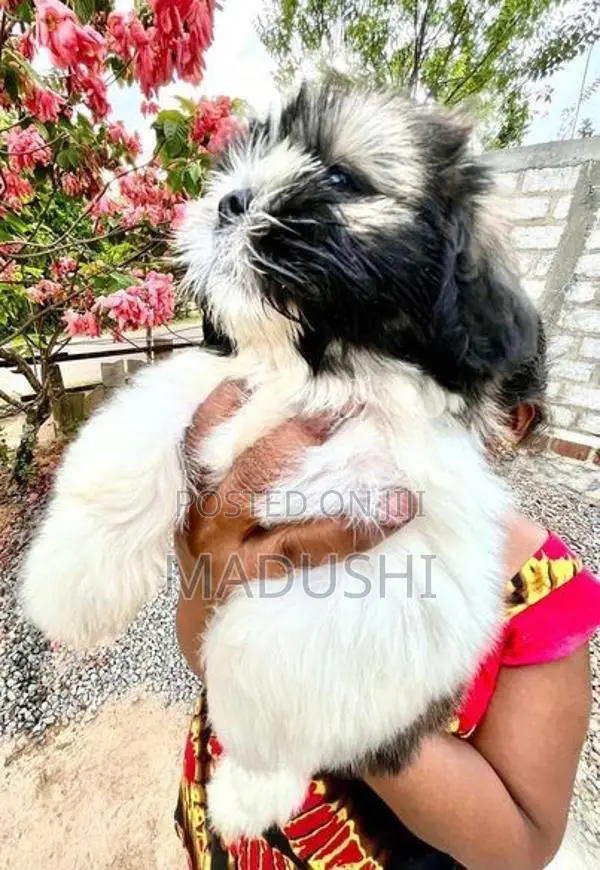 Shihtzu Dog