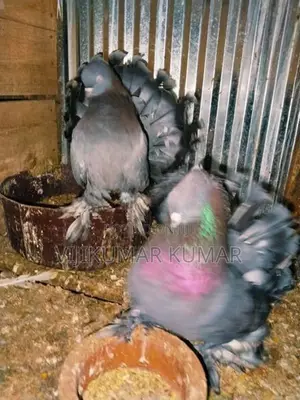 Pigeons