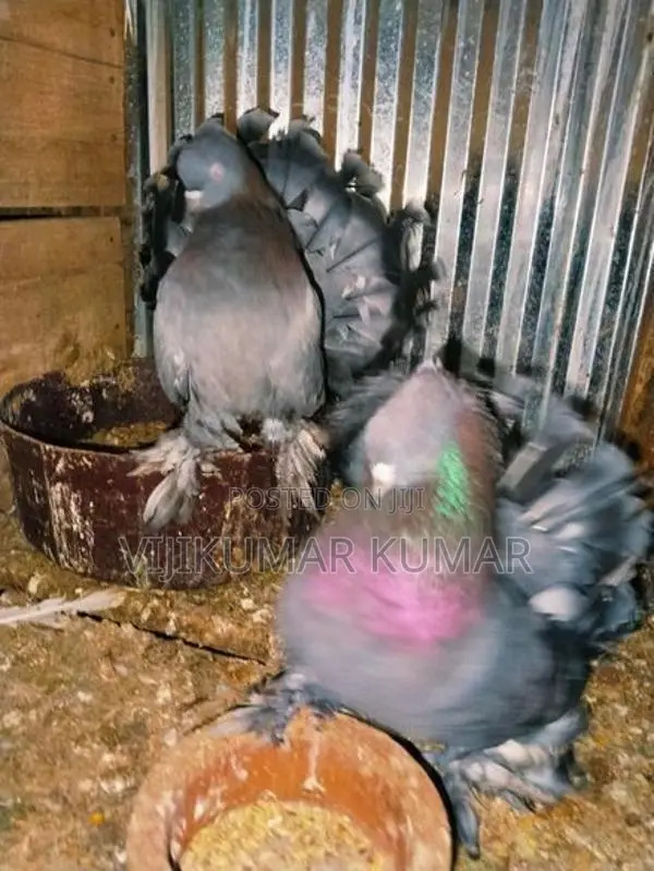 Pigeons