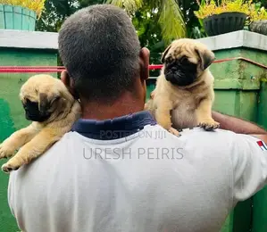 Pug Puppies