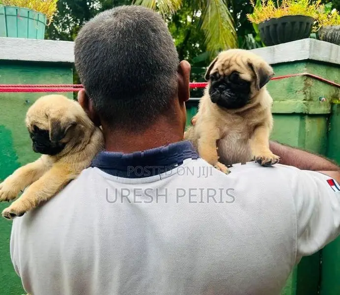 Pug Puppies