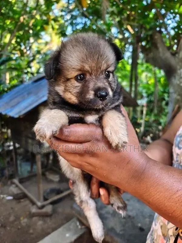 lion pomerion puppies
