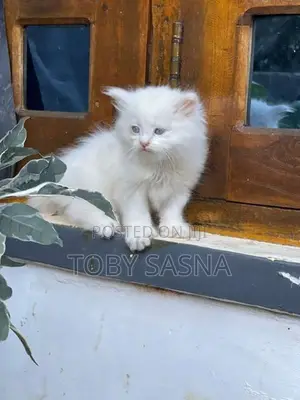 Persian Cat