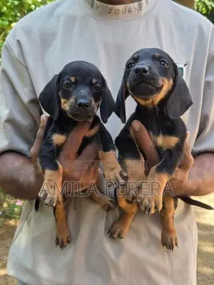 Dachshund Puppies