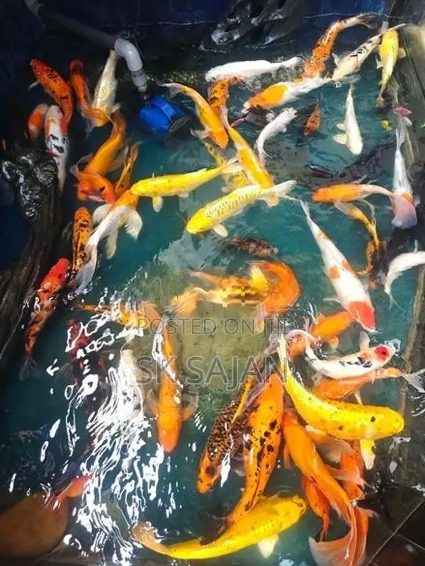 Koi Fishes
