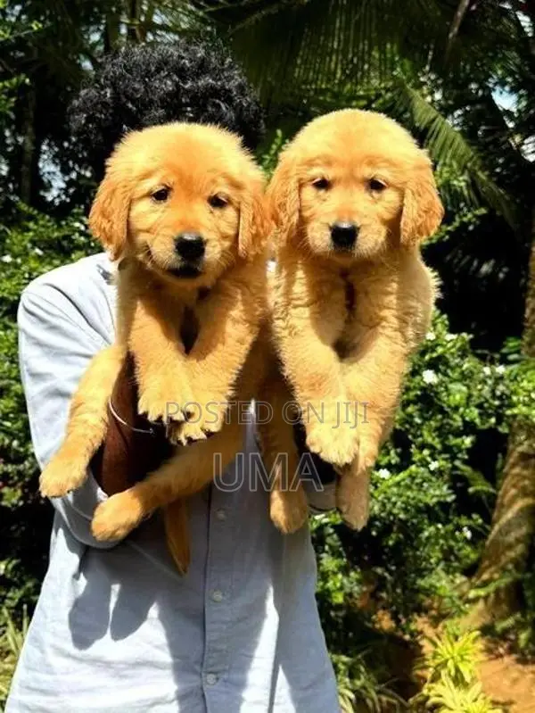 Golden Retriever Puppy
