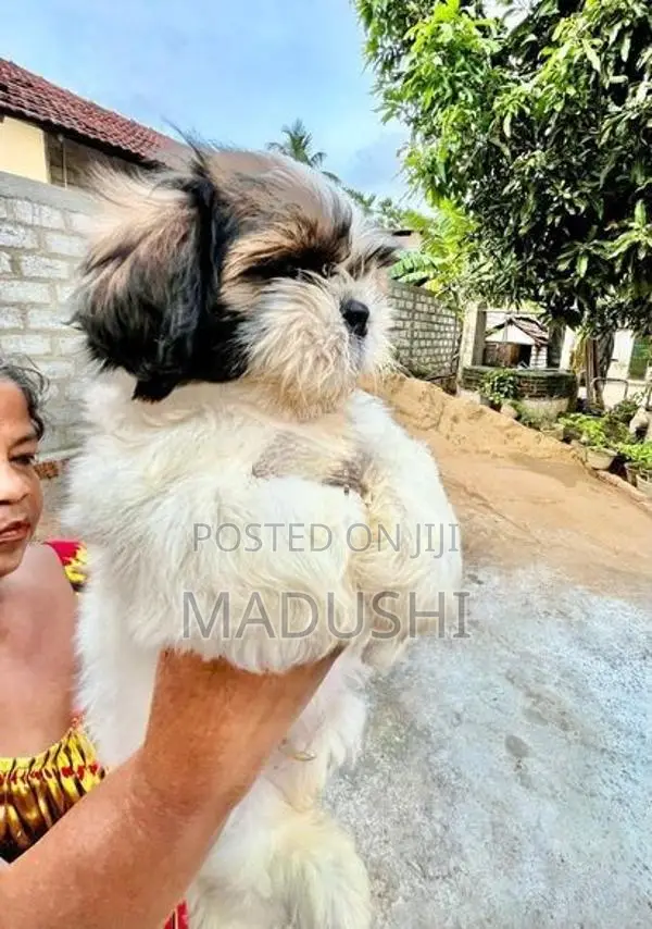 Shihtzu Dog