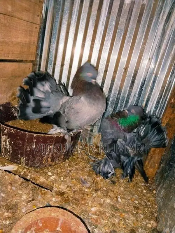 Pigeons