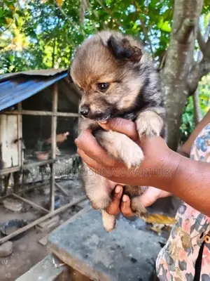 lion pomerion puppies