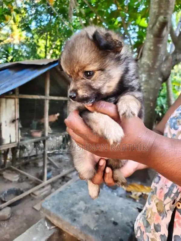 lion pomerion puppies