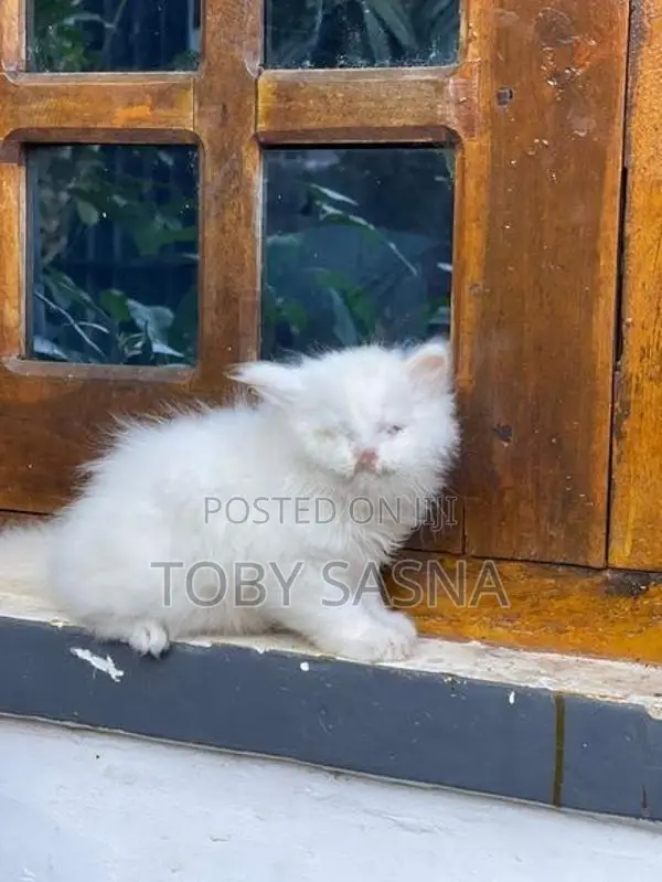 Persian Cat