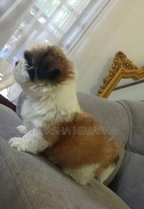 Shihtzu Dog