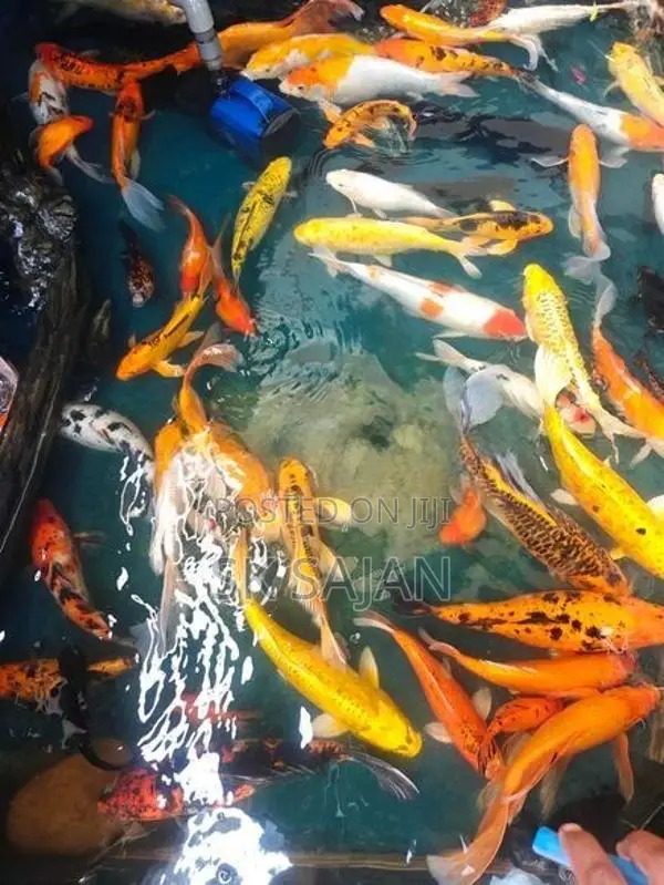 Koi Fishes
