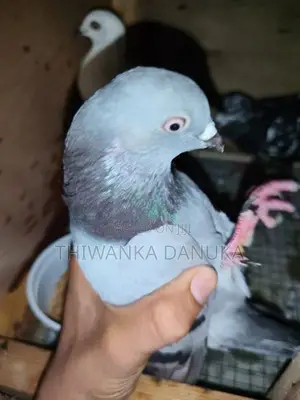 Pigeons