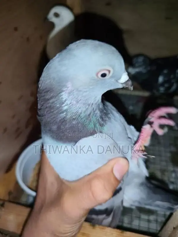 Pigeons