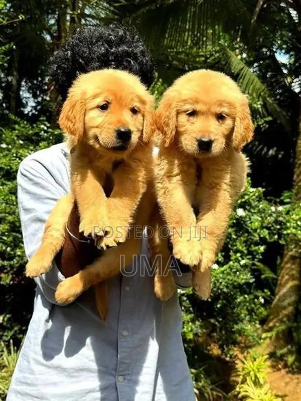 Golden Retriever Puppy