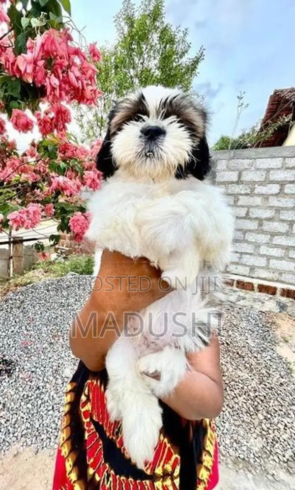 Shihtzu Dog