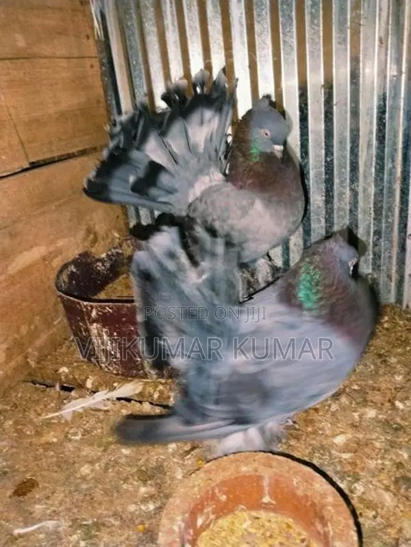 Pigeons