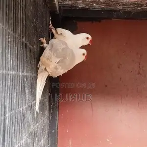 White Ringneck Birds