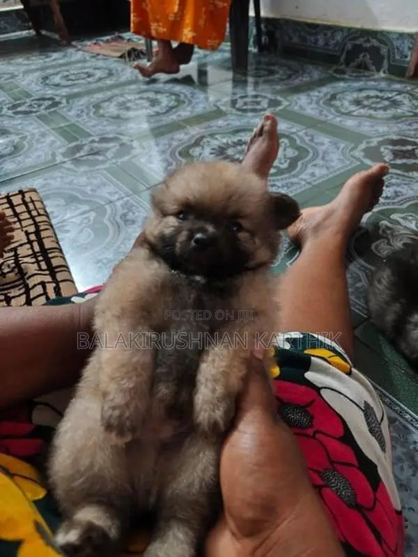 lion pomerion puppies