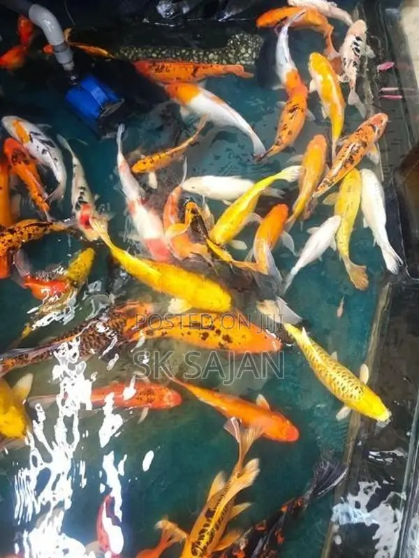 Koi Fishes