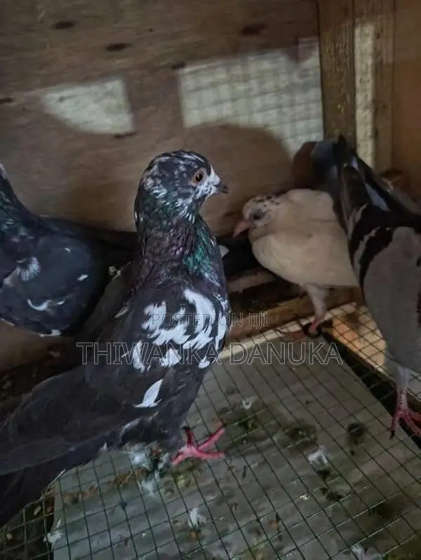 Pigeons