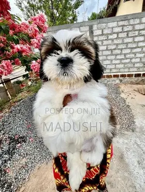 Shihtzu Dog